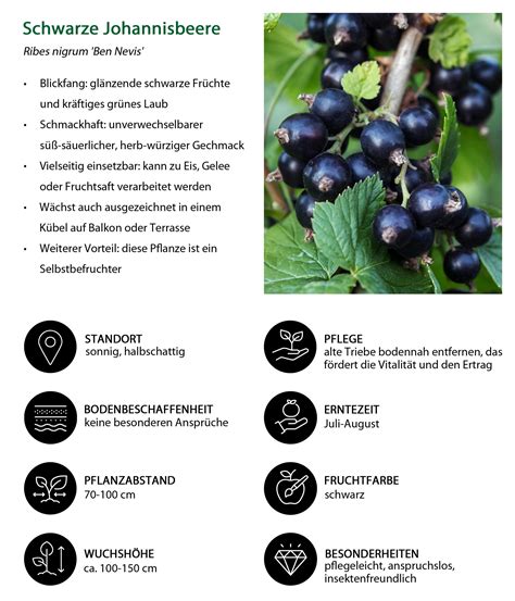 dampfentsaften schwarze johannisbeere schema