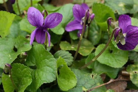 duftendes Märzveilchen in Waldlichtung