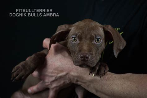 ein tierfreundlicher bulle_welpen und seriöser züchter