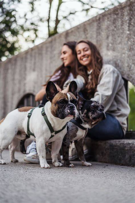 familie mit französischer bulldogge beim spielen im park