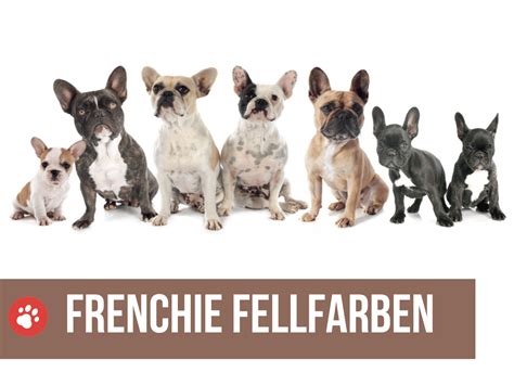 französische bulldogge schoko farbe