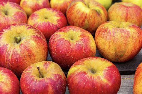 frische Äpfel, Apfelsorten, Erntezeit