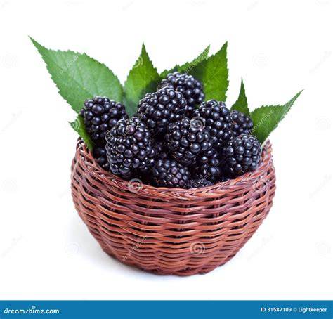 frische Brombeeren im Korb