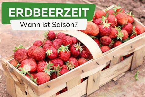 frische Erdbeeren auf Feld/Saison