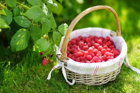 frische Himbeeren im Korb