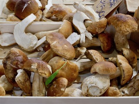 frische Steinpilze mit Trüffel