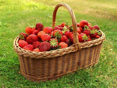 frische erdbeeren im korb