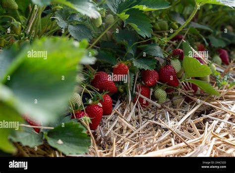 frische erdbeerernte für biskuitschnitten