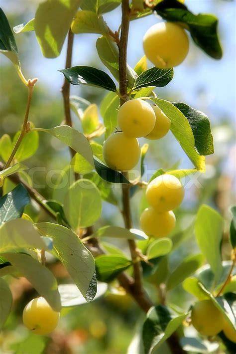 frische gelbe Kriecherl - Nahaufnahme der Früchte am Baum