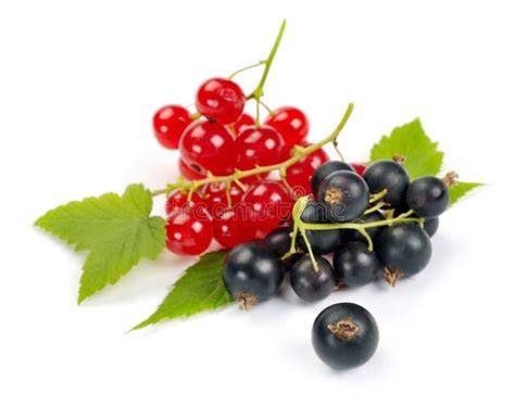 frische rote und schwarze Johannisbeeren auf rustikalem Hintergrund