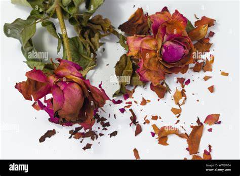 getrocknete rote Rosen auf weißer Fondanttorte