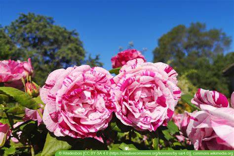 historische Rosensorten für Marmelade