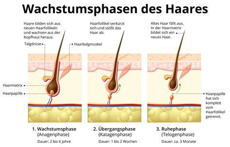 infografik: durchblutung und haarwachstum