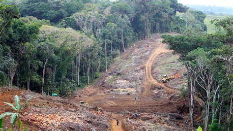 karte-palm-regenwald-zerstoerung