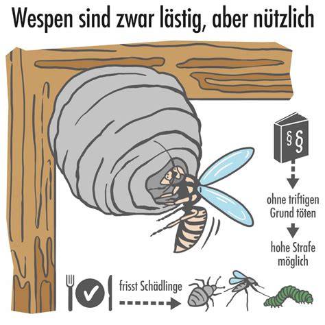 lebenszyklus wespennest grafik