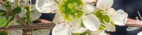 manuka blühen, leptosperin, chemische bestandteile