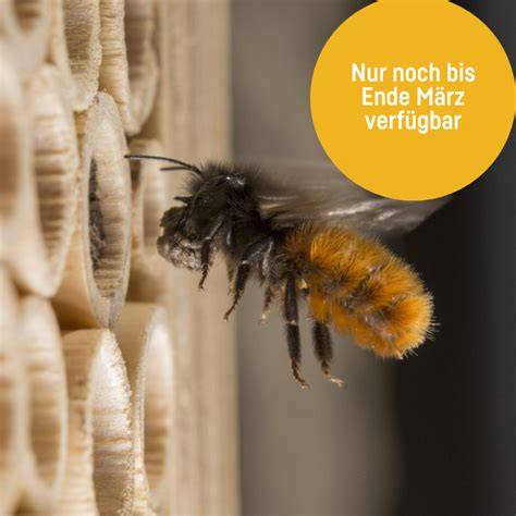 mauerbienen biodiversität