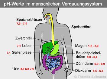 pH-Werte im menschlichen Körper (Blut, Magen, Urin)