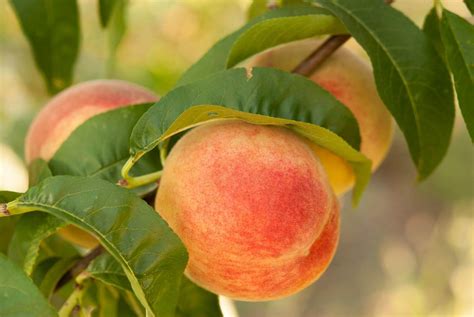 pfirsich als superfood