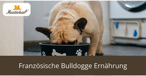 pflegeroutine für französische bulldogge illustrativ