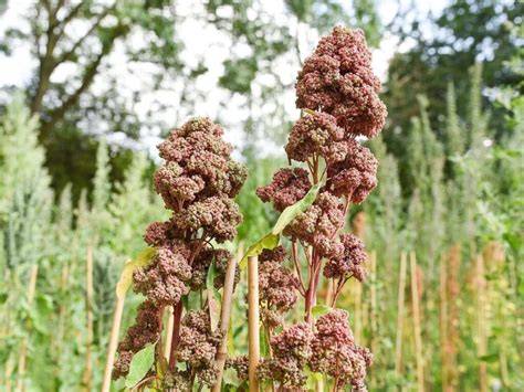 quinoa samen und gepuffte quinoa, von der pflanze zum snack