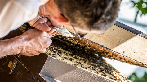 regionale bienenprodukte und imkerei, apitherapie
