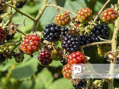 reife brombeeren am strauch makroaufnahme