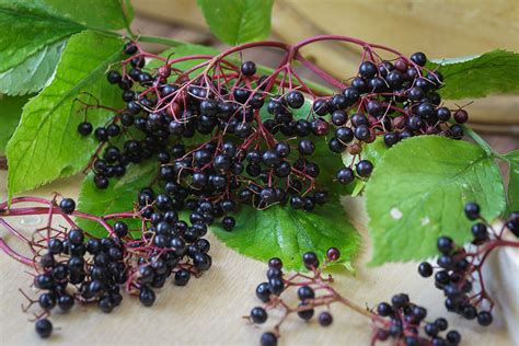 rispen mit reifen schwarzen Holunderbeeren am Strauch