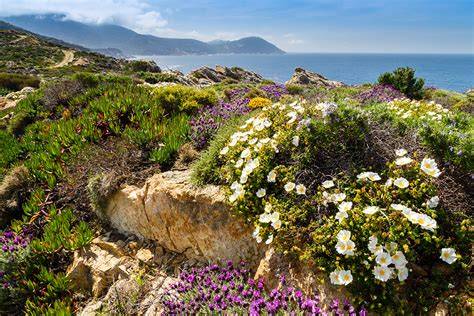 sardische landschaft und macchia