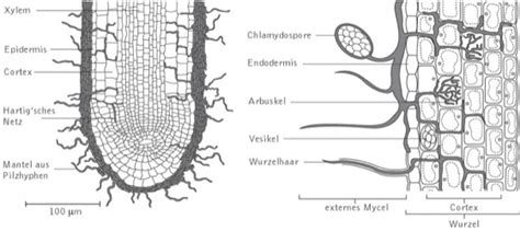 schematische Darstellung Mykorrhiza Trüffel-Wurzel-Verbindung