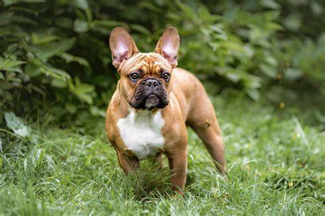 schoko fawn farbverlauf und muster bei französischer bulldogge