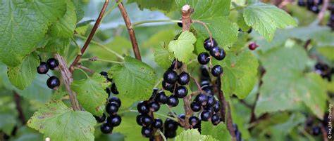 schwarze Johannisbeeren auf dem Feld, maritimes Klima Skandinaviens