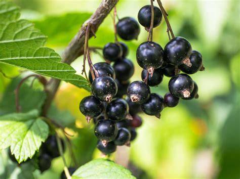 schwarze johannisbeere Wirkung Herz Kreislaufsystem