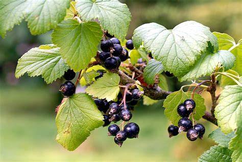 schwarze johannisbeere frische beeren und blätter