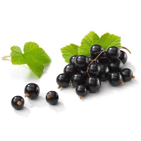 schwarze johannisbeere vitamin c und antioxidative Wirkung