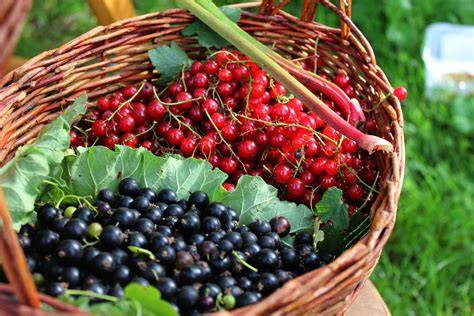 schwarze-johannisbeeren-frisch-im-korb