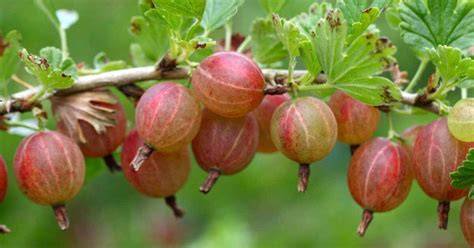 stachelbeeren als gesunder Vorrat und Geschenk