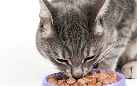 vergleich_trockenfuttermarken_katze_ohne_zucker