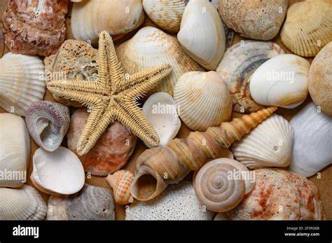 verschiedene Formen: Blätterteigringe, Muscheln, Körbchen, Taschen