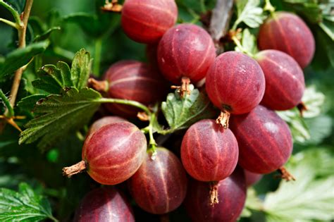 verschiedene Haltbarmachungsmethoden für Stachelbeeren
