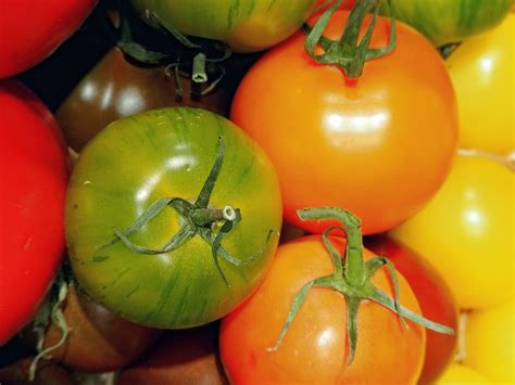 verschiedene Schokoladen-Tomaten nebeneinander