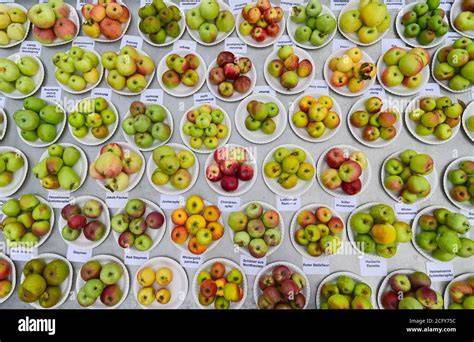 verschiedene Steinobstsorten