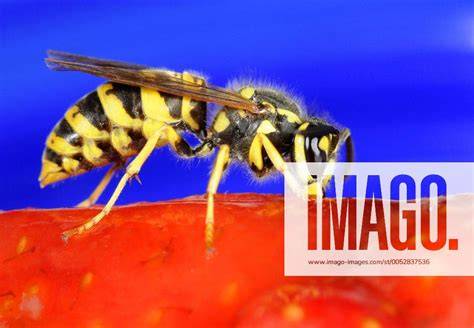 wespe nascht marmelade von finger