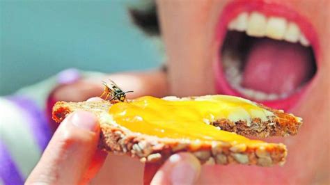 wespe sitzt auf einem Marmeladenbrot