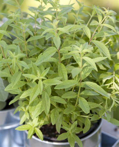 zitronenverbene im garten, ernte der blätter
